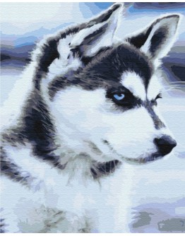 Husky szczenie